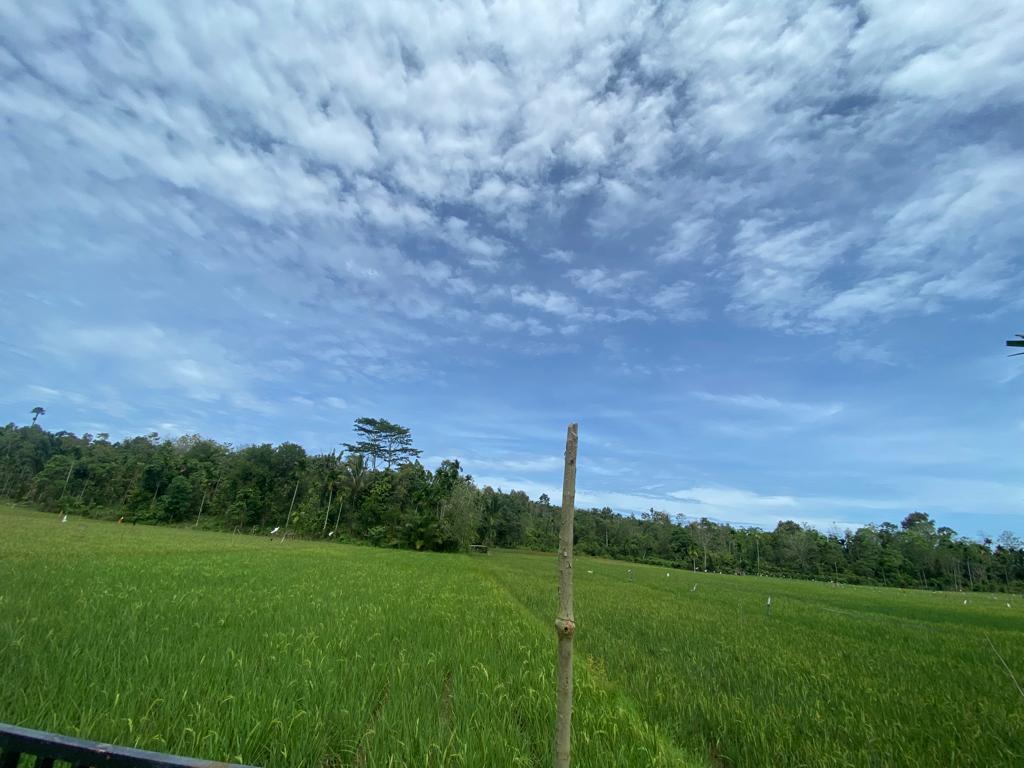 pesona keindahan sawah blang cari